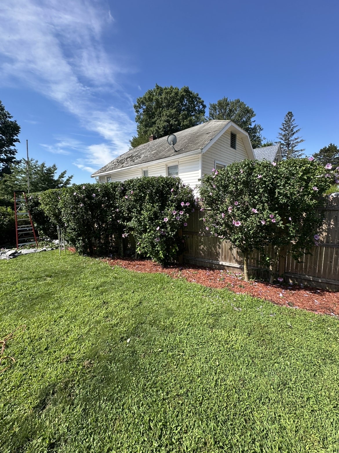 Close view of a manicured flowering hedge and fresh mulch bed along a fence line